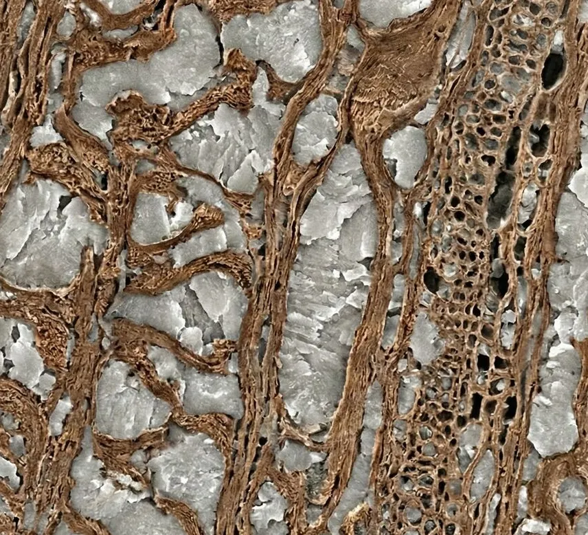 CERLOS® mineralized wood — pores filled with inorganic mineral at the cellular level