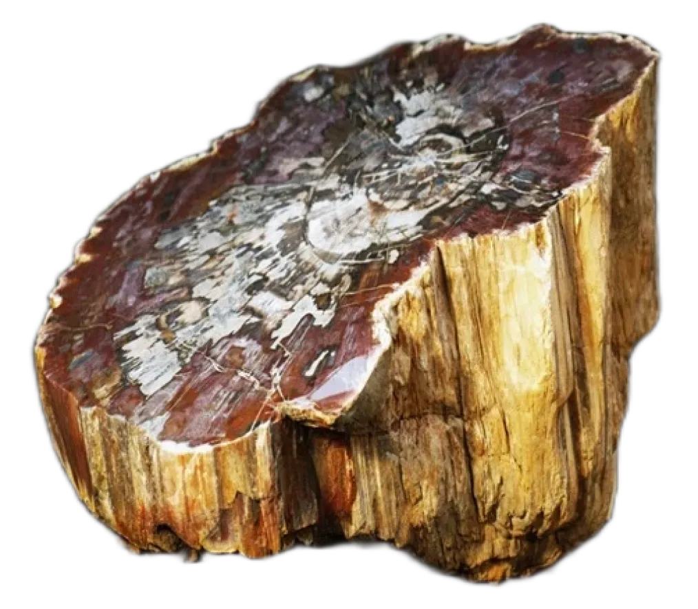 Petrified wood — nature's analog for CERLOS® mineralization