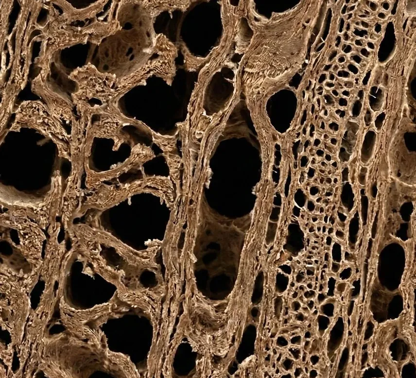 Untreated wood fiber — porous cellular structure under microscopy